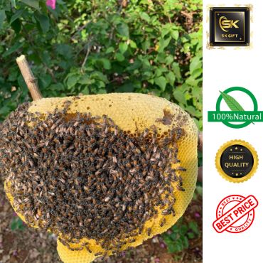Mật Ong Rừng Nguyên Tổ Ong Loại 1