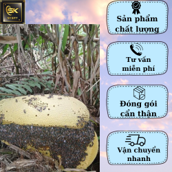 Mật Ong Ruồi Nguyên Tổ Từ Tự Nhiên Giá Siêu Hời