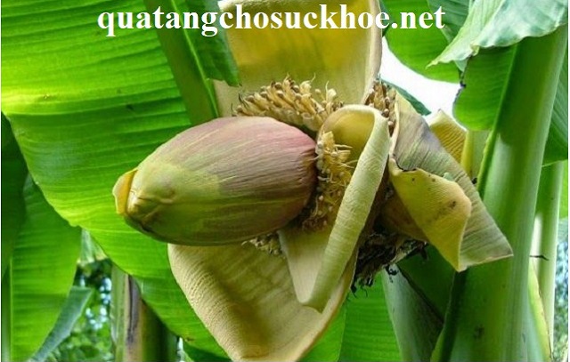 Bắp Chuối Hột – Nguyên Liệu Của Món ăn Dân Giã Nhiều Dinh Dưỡng