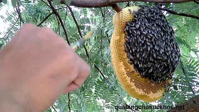 Sự Thật Về Giá Mật Ong Ruồi Trên Thị Trường Hiện Nay