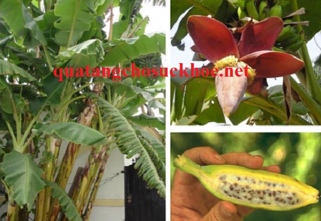 Tác Dụng Của Chuối Hột Rừng đối Với Một Số Bệnh Thông Thường