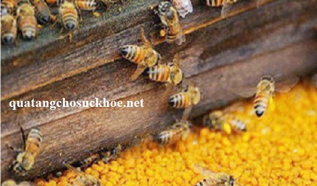 Phấn Hoa Bao Nhiêu Tiền 1kg, Cách Phân Biệt Các Loại Phấn Hoa